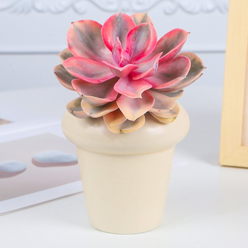 Sunlight for Echeveria Rainbow