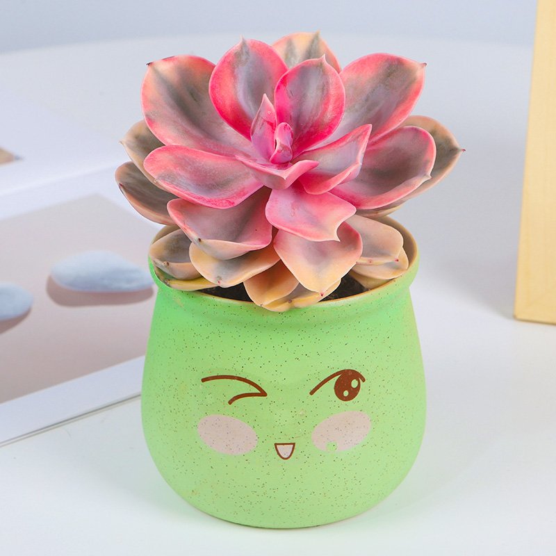 Pot Choice for Succulents