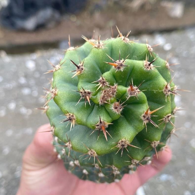 Spiral Development