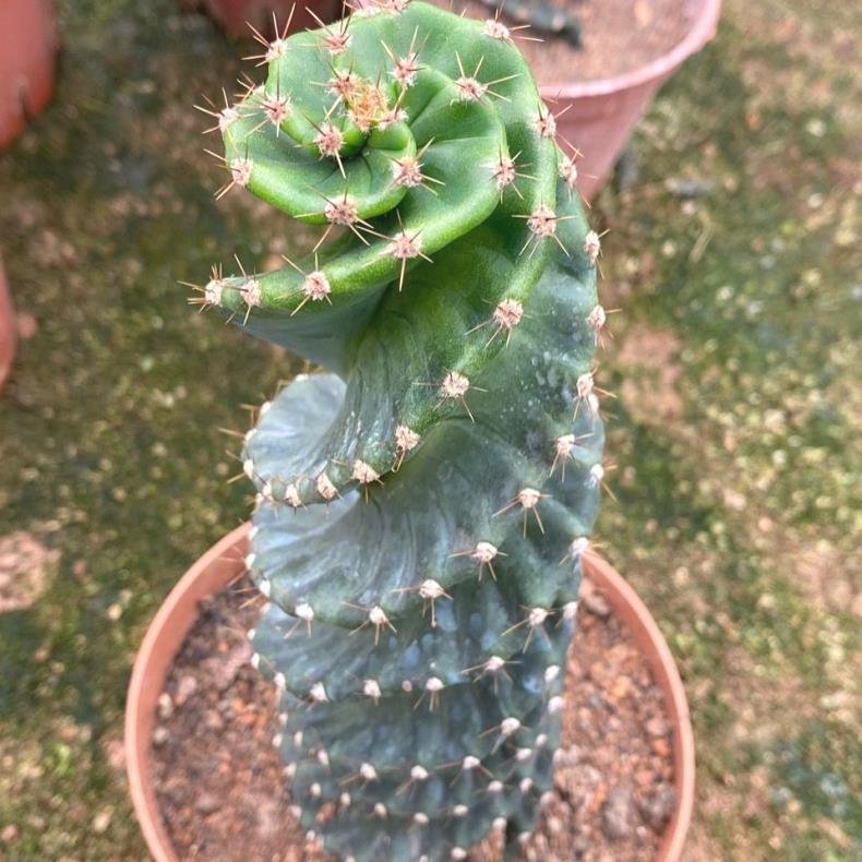 Benefits of the Spiral