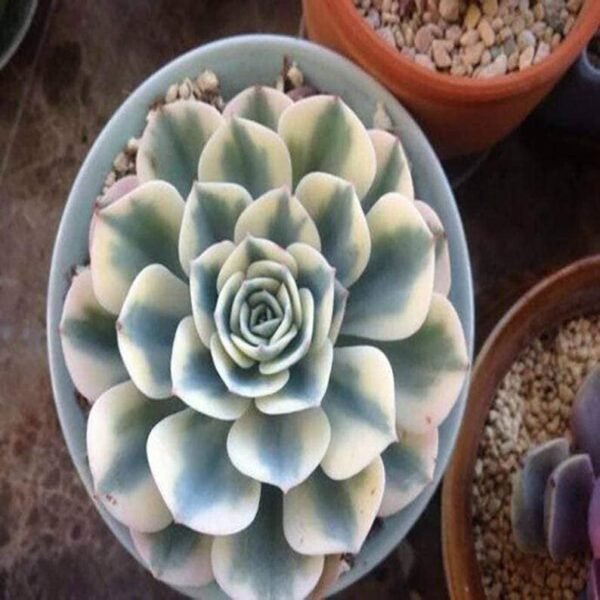 Echeveria Lenore Dean Compton Carousel - Image 3