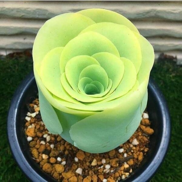 Greenovia Diplocycla Gomera 'Green Rose Succulent' - Image 2