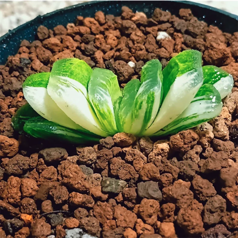 How to Care for Haworthia Truncata f. variegata Indoors and Outdoors