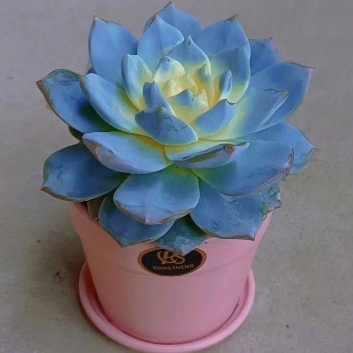 Why is Echeveria Blue Bird variegated so rare and loved