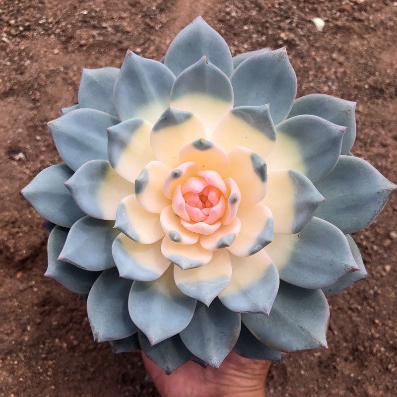 How to care for Echeveria Blue Bird variegated succulents