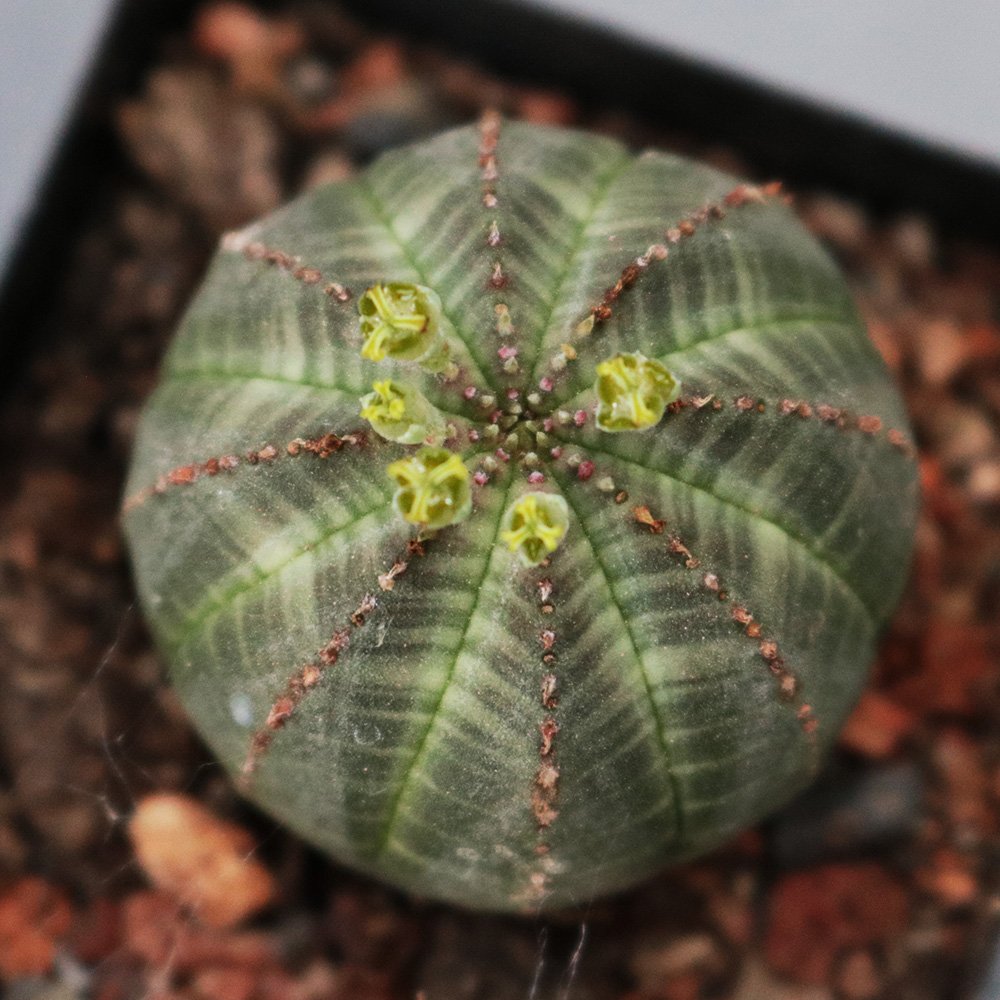 What Is Euphorbia obesa and Where Does It Come From