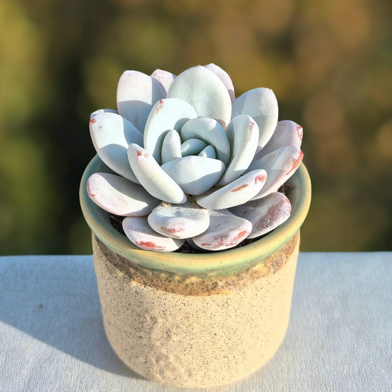 How to Care for Echeveria laui Moran & Meyrán Indoors and Outdoors