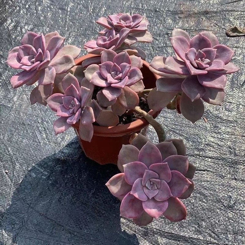 How to Care for Graptopetalum Purple Delight Succulent at Home