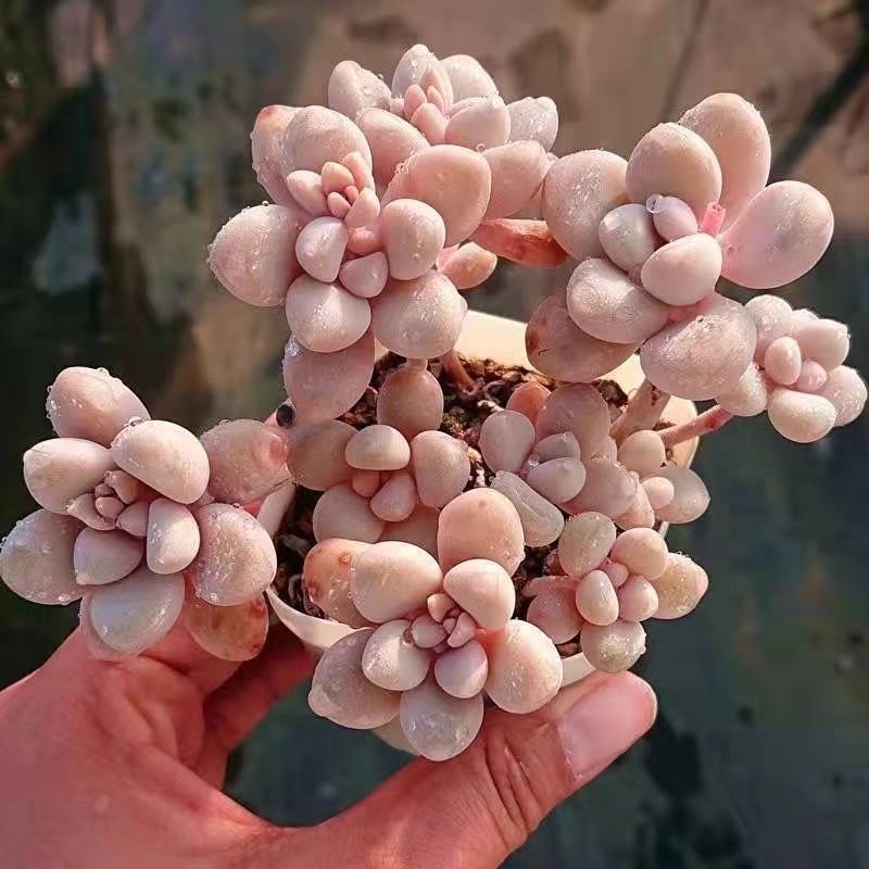 What Graptopetalum sp('Ellen') Looks Like Up Close