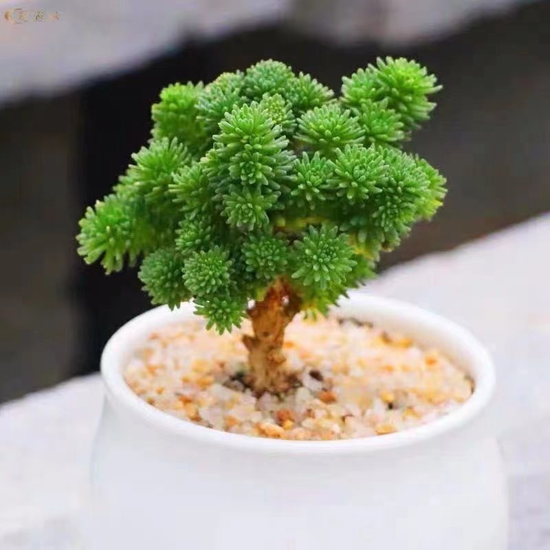 What Is Sedum multiceps and How to Identify It