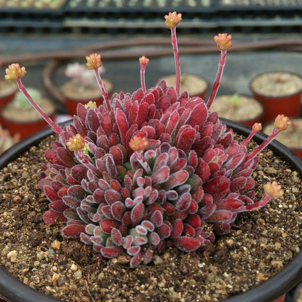 How to Care for Crassula pubescens ssp. pubescens at Home