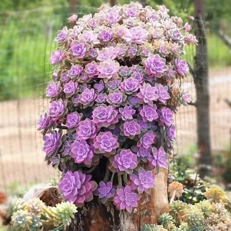 Best Tips for Rooting Graptopetalum Purple Delight Leaves and Stems