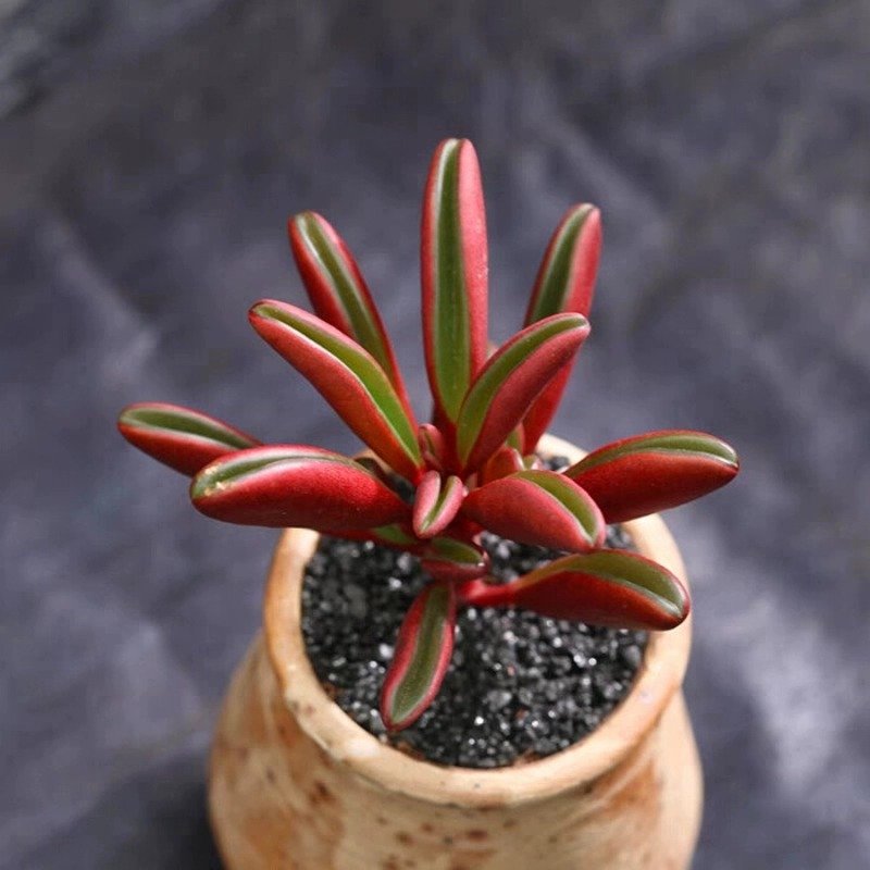 How to Care for Peperomia claveolens Indoors in 2025