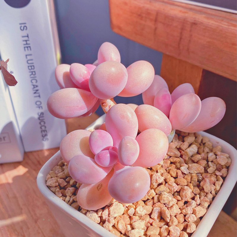 How to Care for Graptopetalum amethystinum Rose Walther at Home