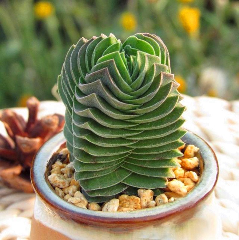What makes Crassula cv. Buddha's Temple so eye-catching and rare