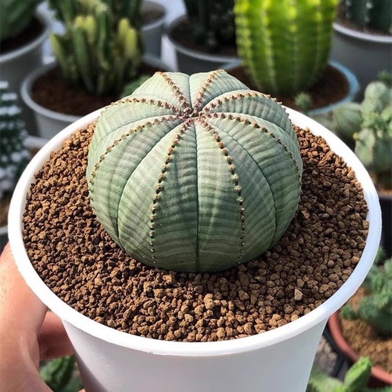 How to Care for Euphorbia Obesa as a Houseplant