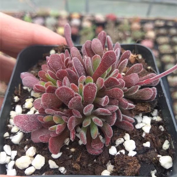 What Crassula pubescens ssp. pubescens Looks Like