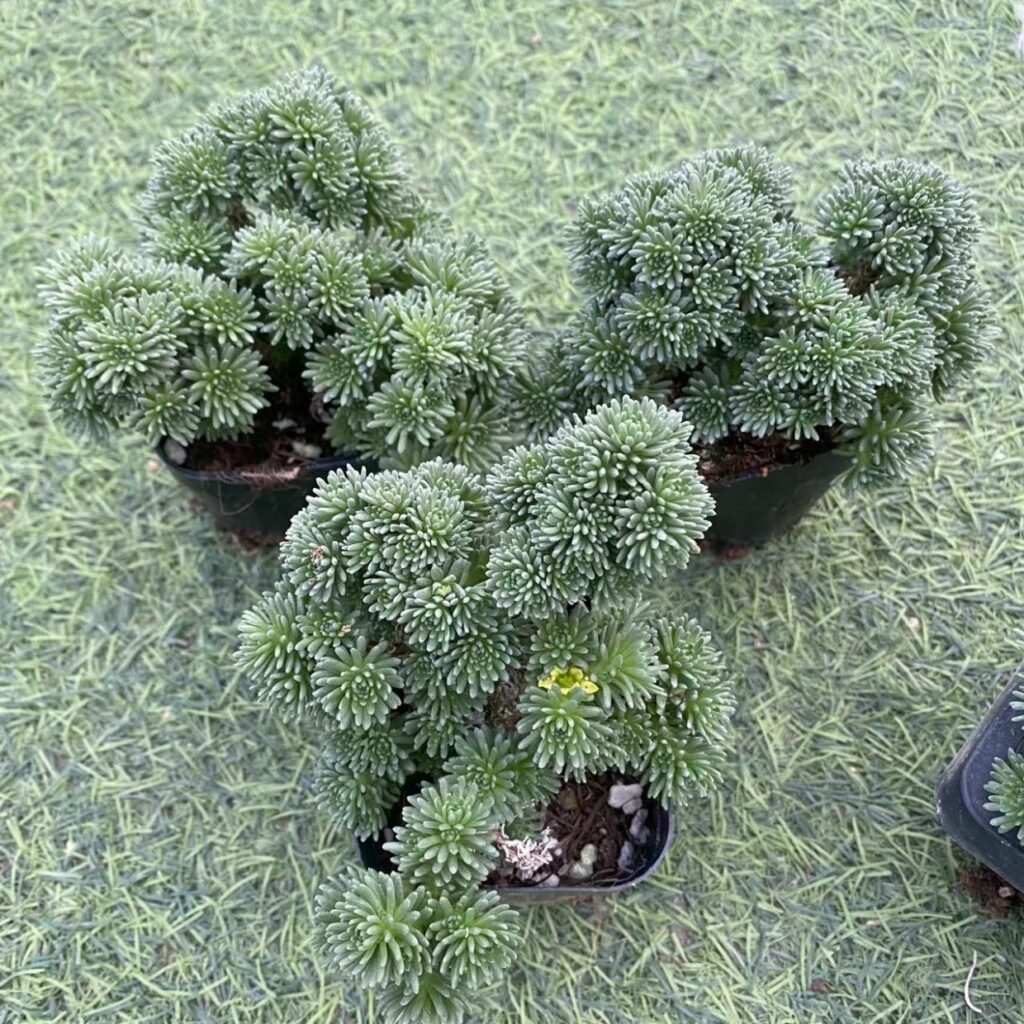How to Care for Sedum multiceps Indoors and Outdoors