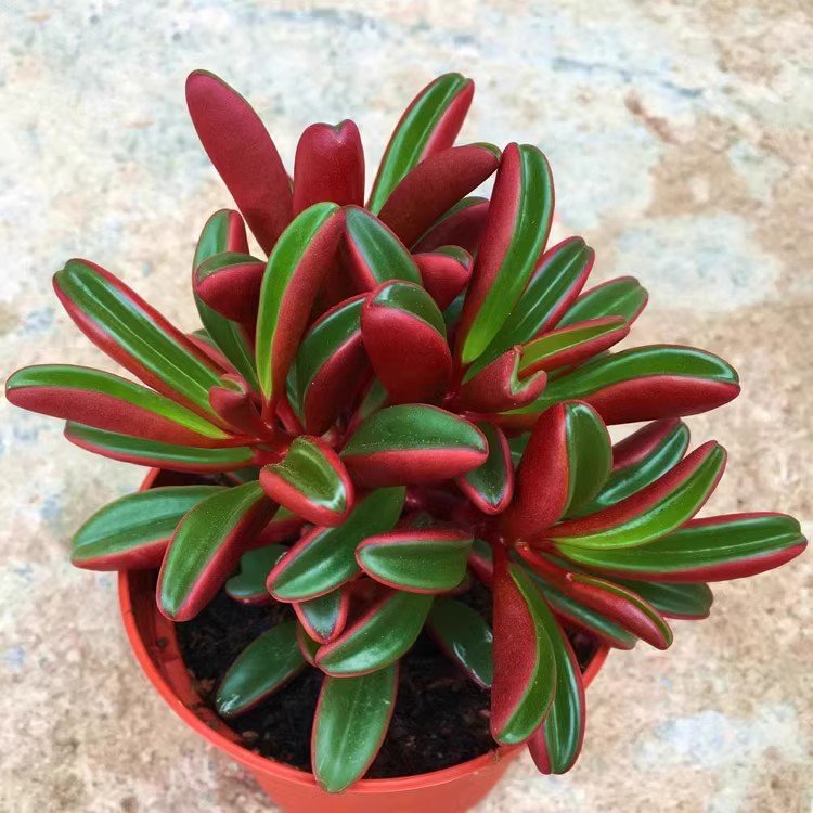 What Is Peperomia claveolens and Why Is It So Popular