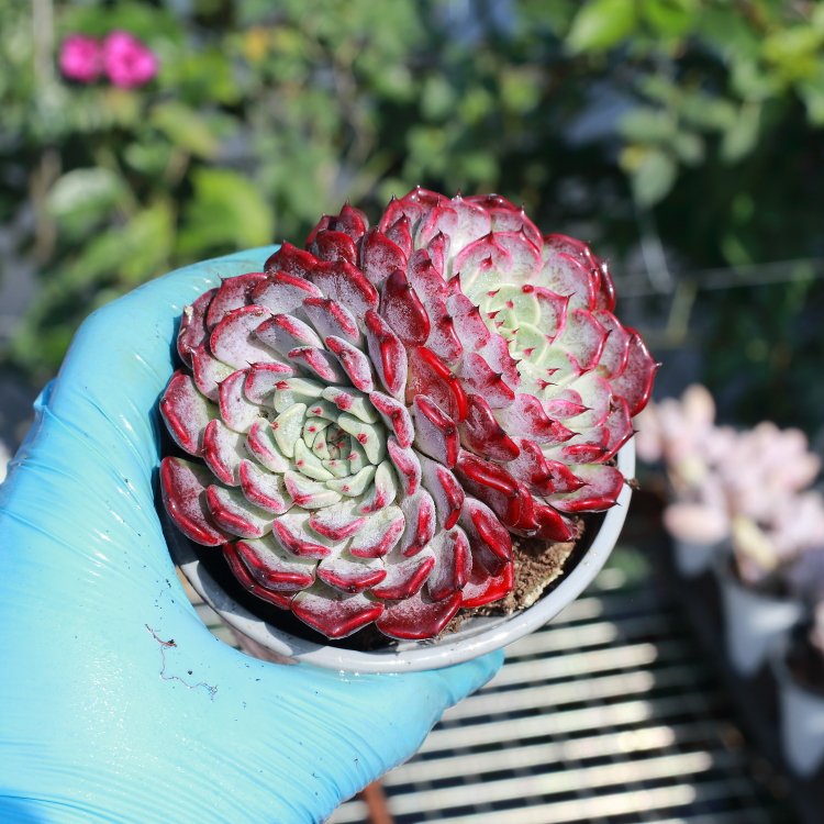 3 reasons Echeveria Sara Himebotan is so special in 2025