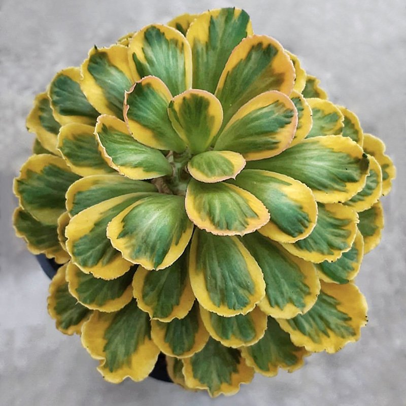 How to Grow and Care for Euphorbia poissonii variegata at Home