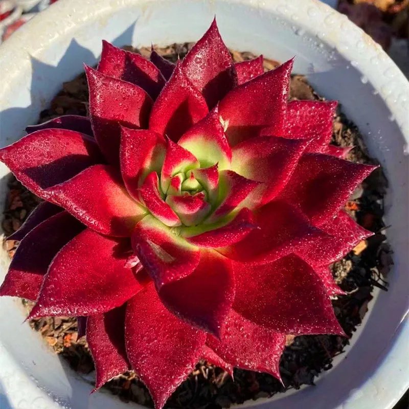 How to Care for Echeveria agavoides Romeo at Home