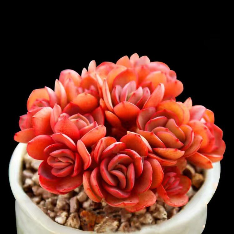 What Is Echeveria Sunyan and Where Did It Come From