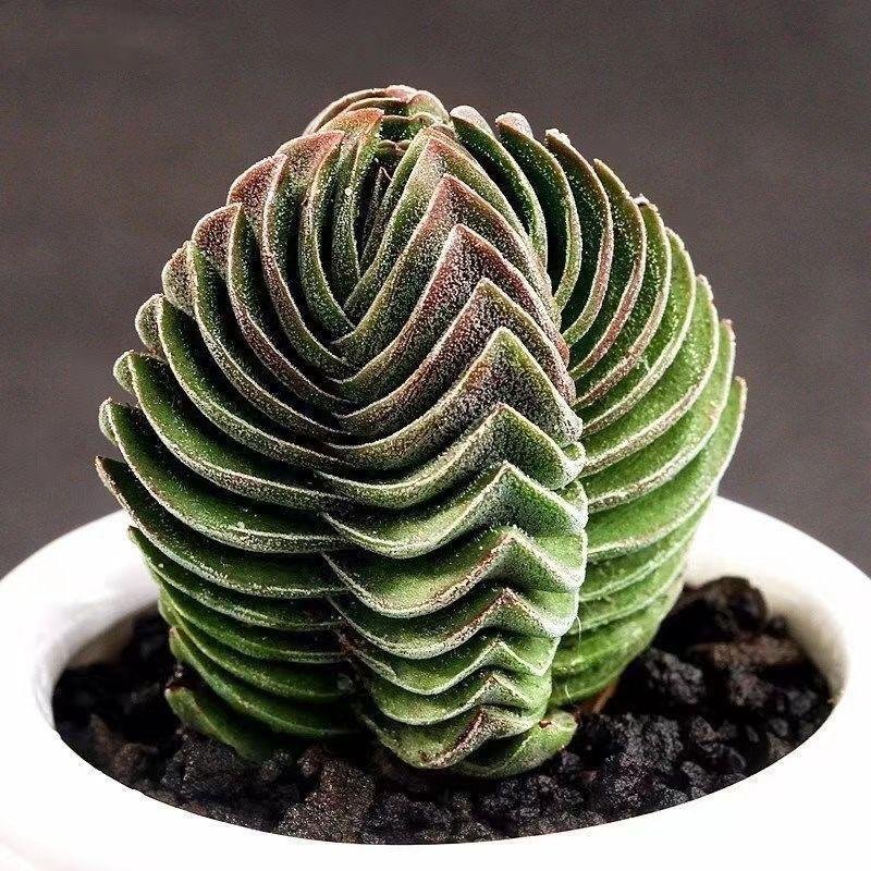 How to Grow and Care for Crassula cv. Buddha's Temple at Home