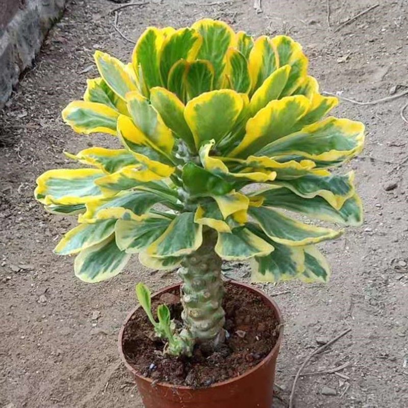 What Does Euphorbia poissonii variegata Look Like
