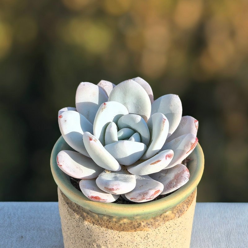 What is Echeveria laui Moran & Meyrán and What Makes It Unique