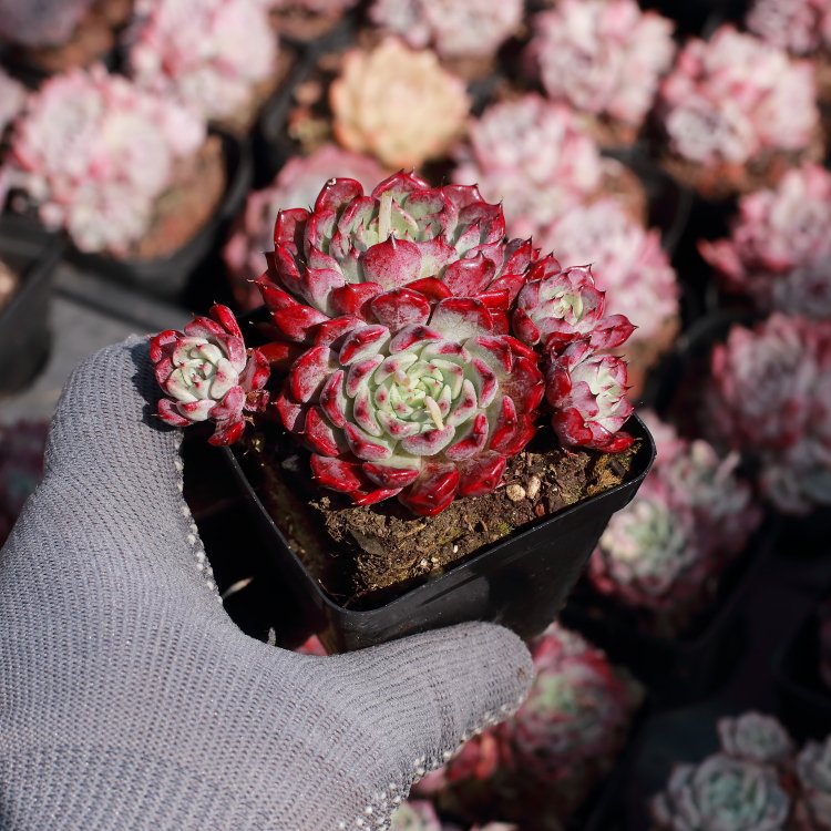 How to Care for Echeveria Sara Himebotan at Home