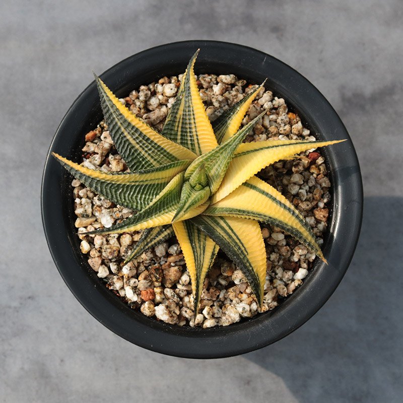 How to Care for Haworthia Limifolia Variegated Succulents at Home