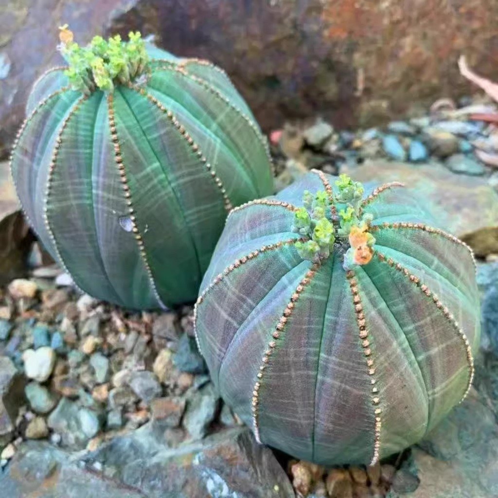 Euphorbia obesa Overview