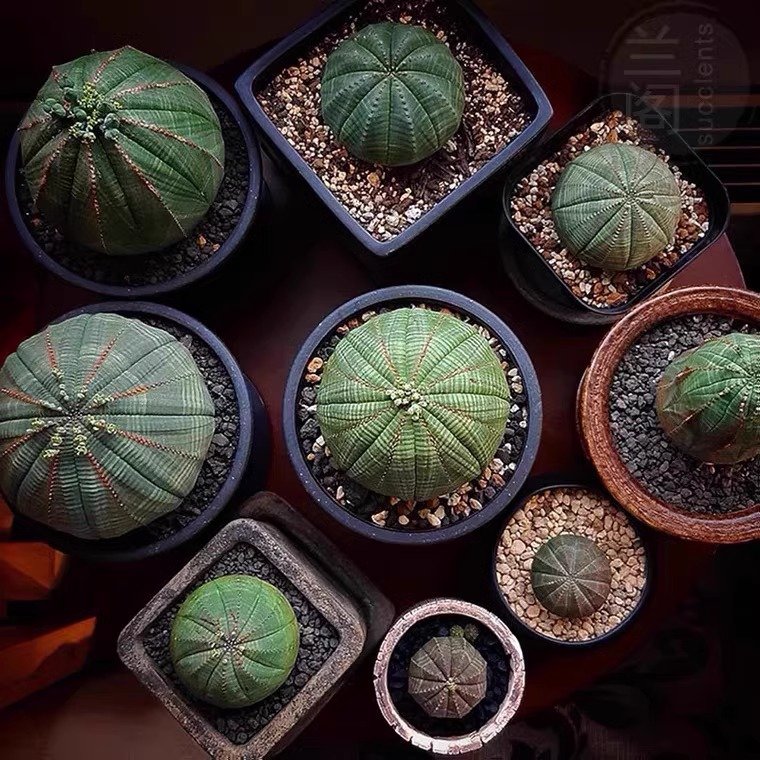 How to Propagate and Cultivate Euphorbia Obesa