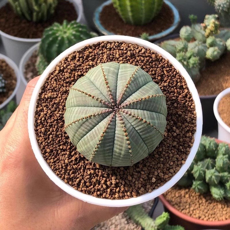 General Care for Euphorbia Obesa