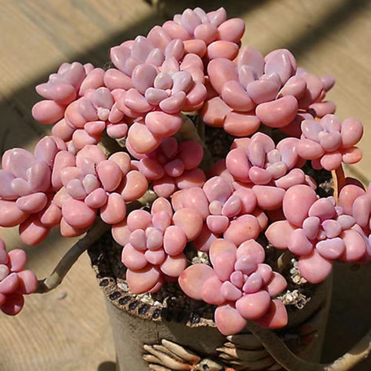 How to Care for Graptopetalum sp('
style=