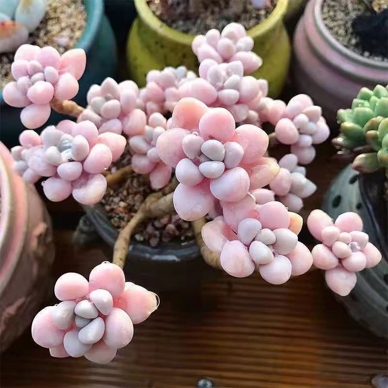 Leaf Features of Graptopetalum sp('
style=