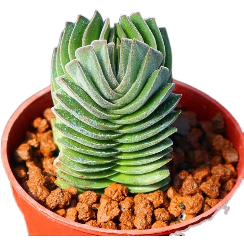 Crassula Comparison and Display