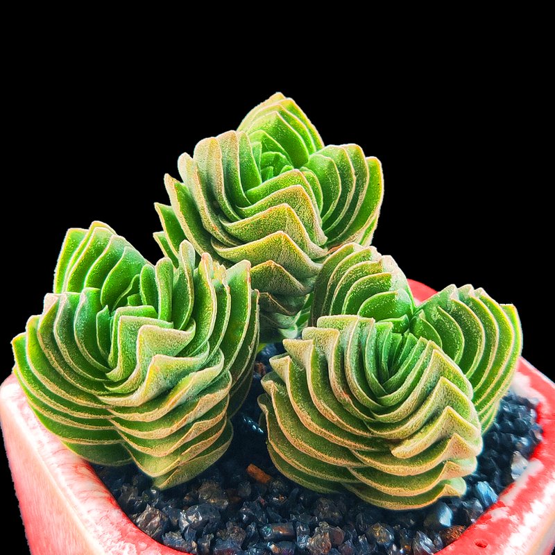 Unique Structure of Crassula cv. Buddha'
                style=