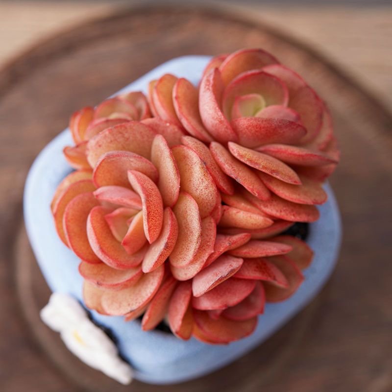 Echeveria Sunyan Appearance
