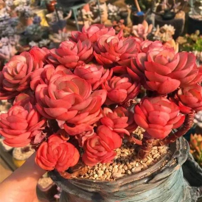Top 3 Echeveria Sunyan Shops for Easy Online Buying