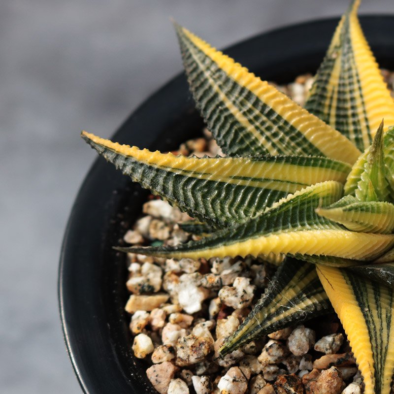 Soil and Potting for Haworthia Limifolia Variegated