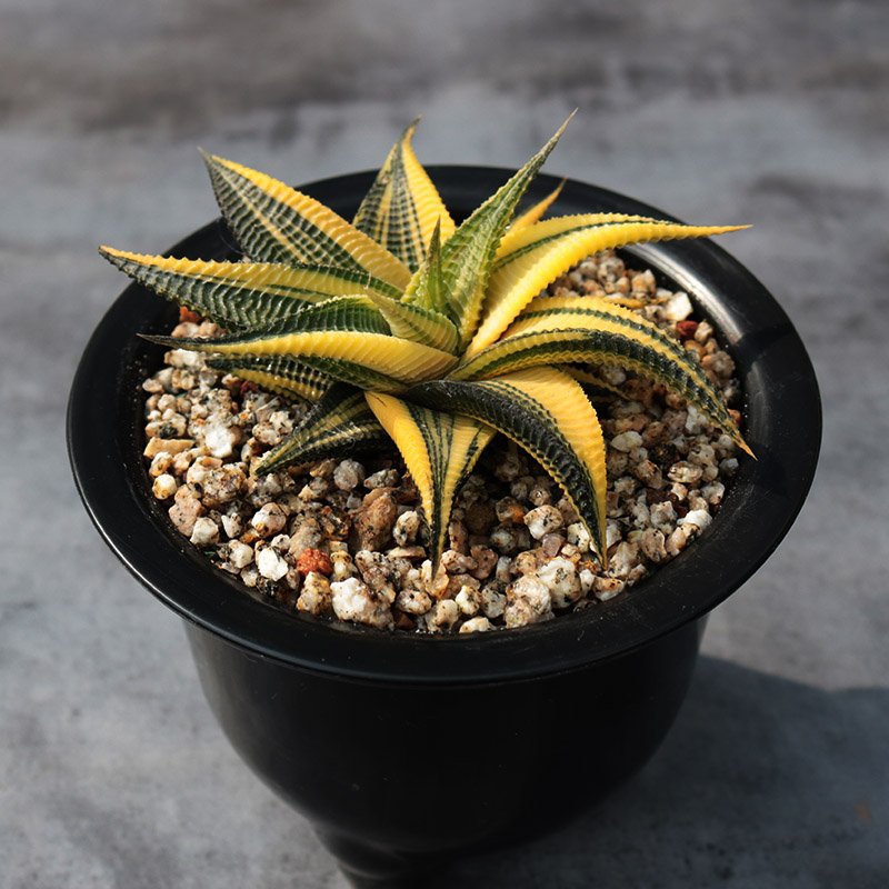 Light for Haworthia