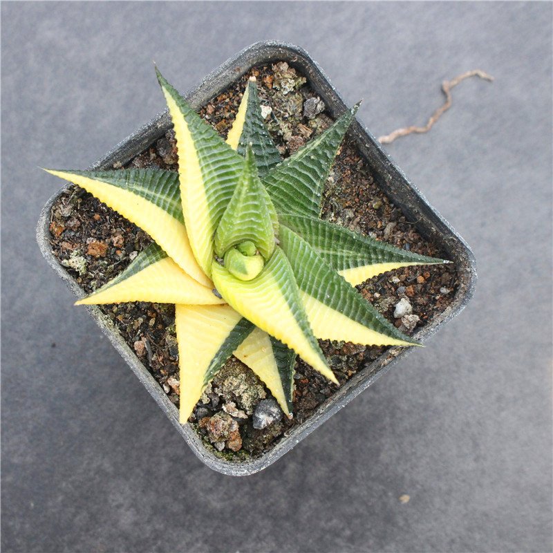 Essential Tips for a Healthy Haworthia Limifolia Variegated