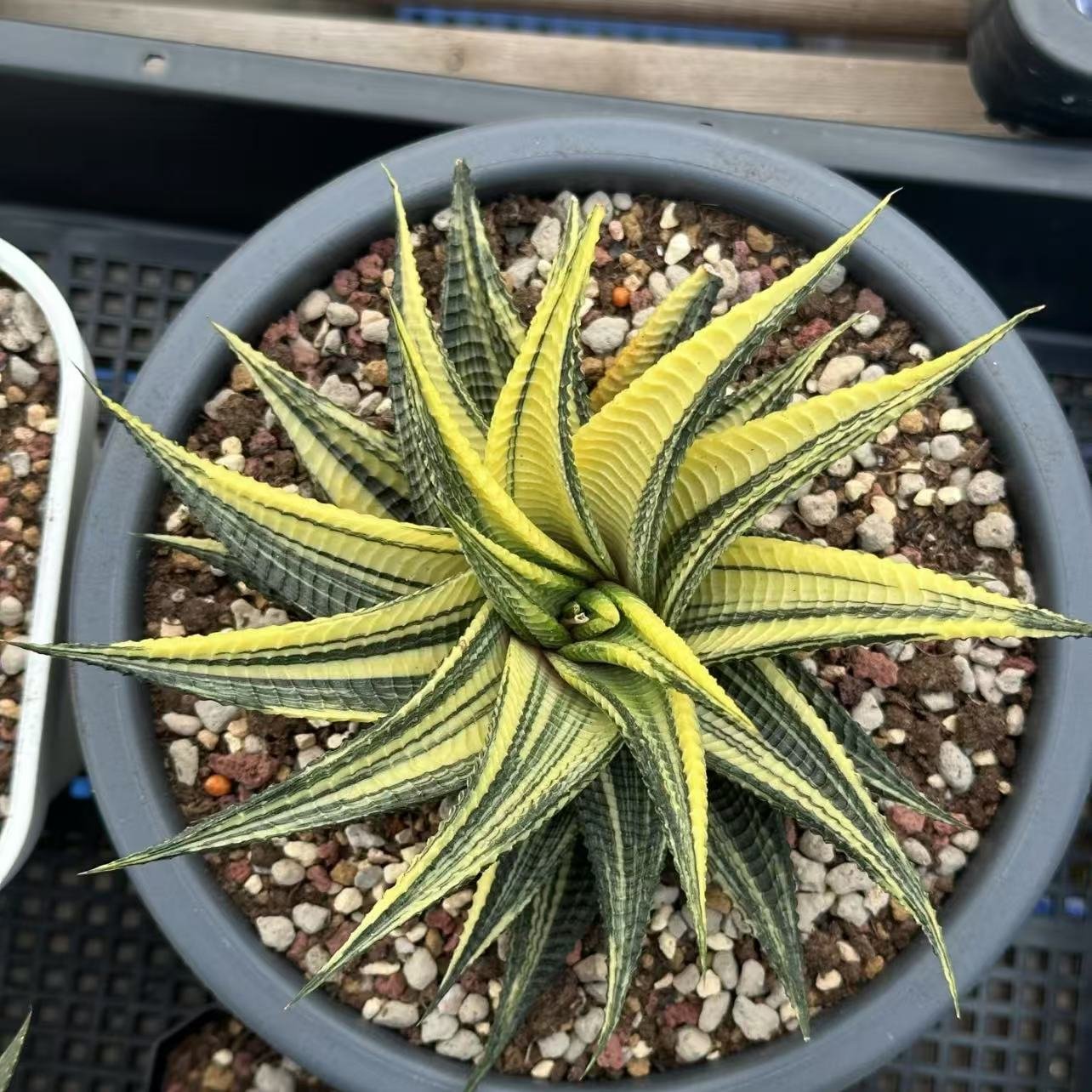 Light for Haworthia Limifolia Variegated