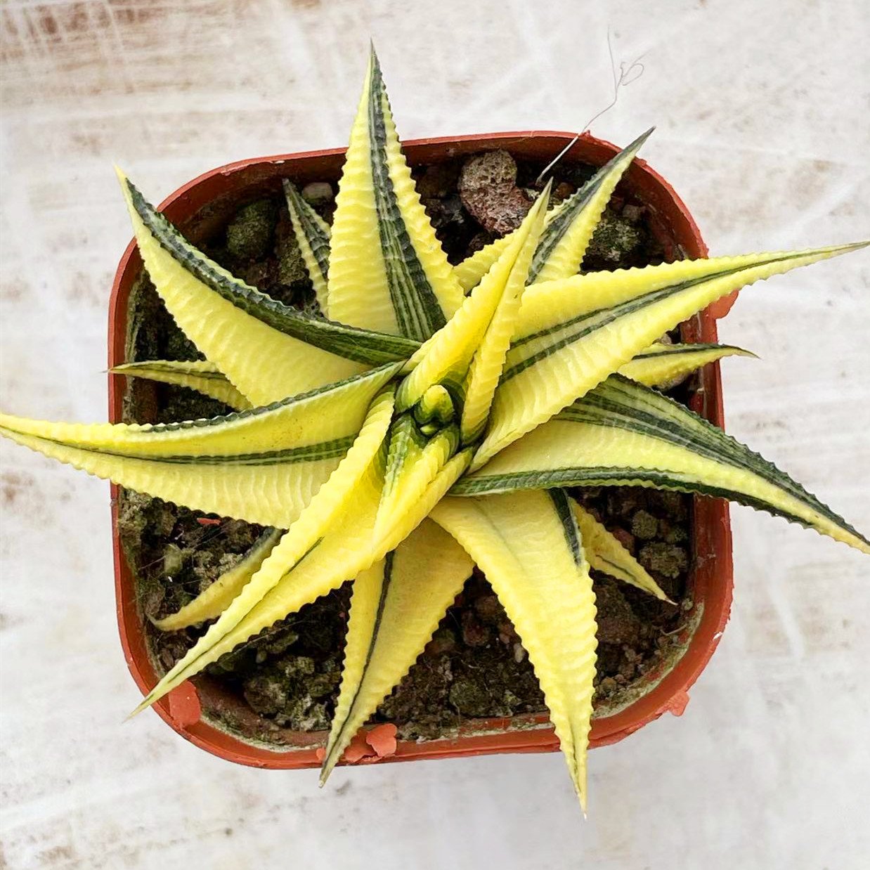 Haworthia Limifolia Variegated Features
