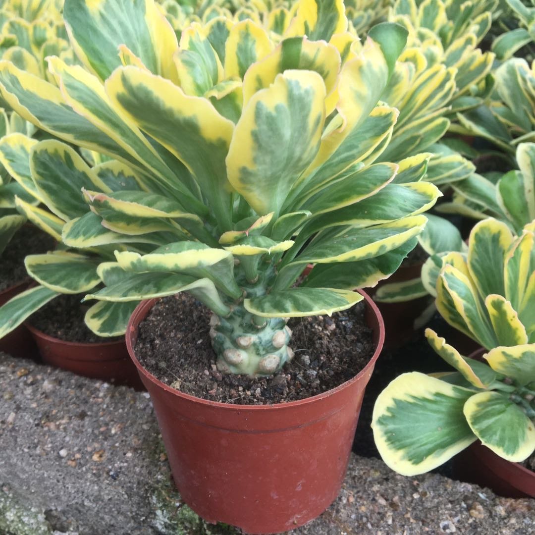 Soil for Euphorbia poissonii variegata