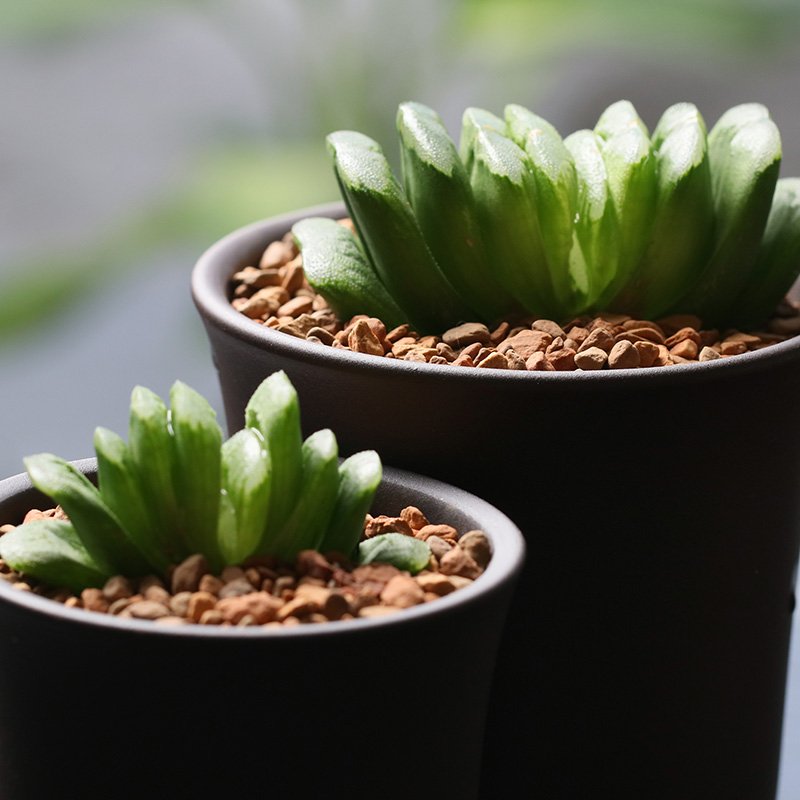 Top Stores for Haworthia Truncata variegata