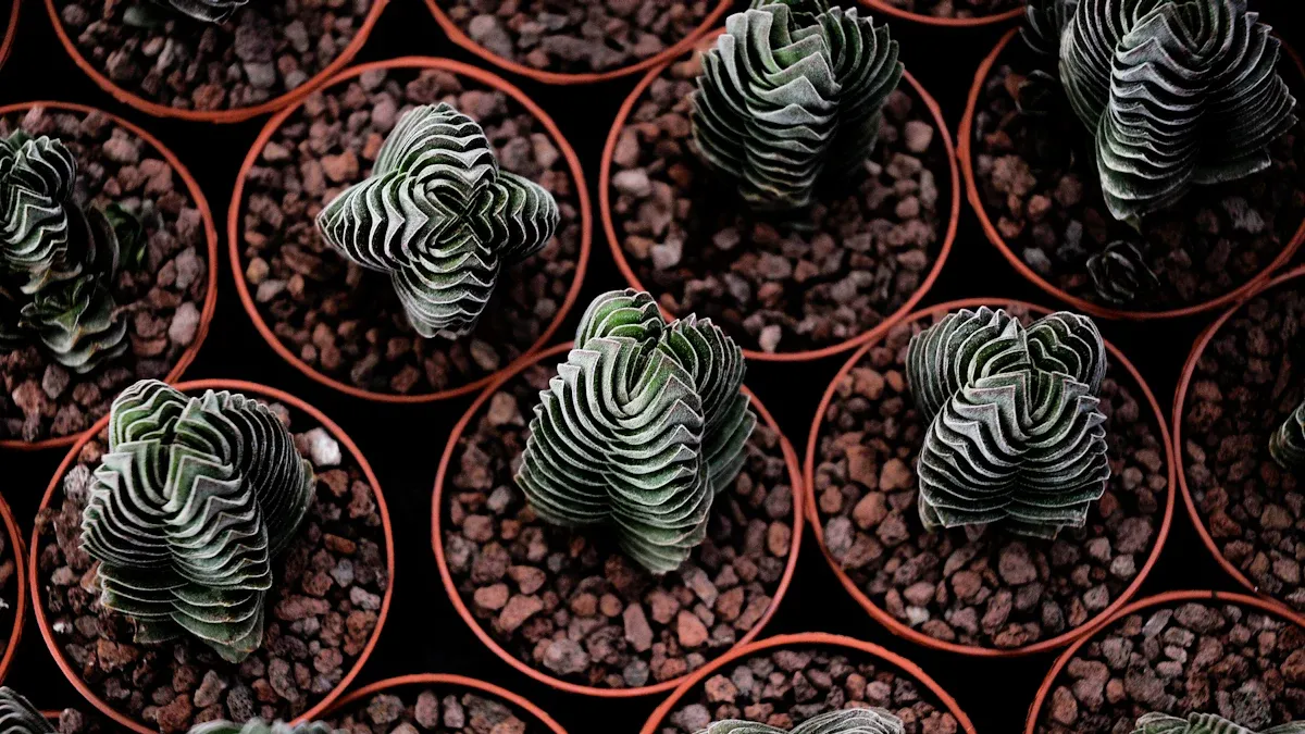 Crassula cv. Buddha'
                style=