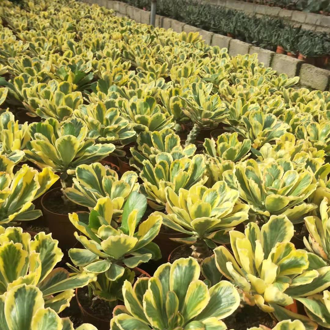 Propagation of Euphorbia poissonii